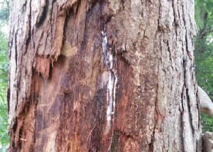 slime flux in trees